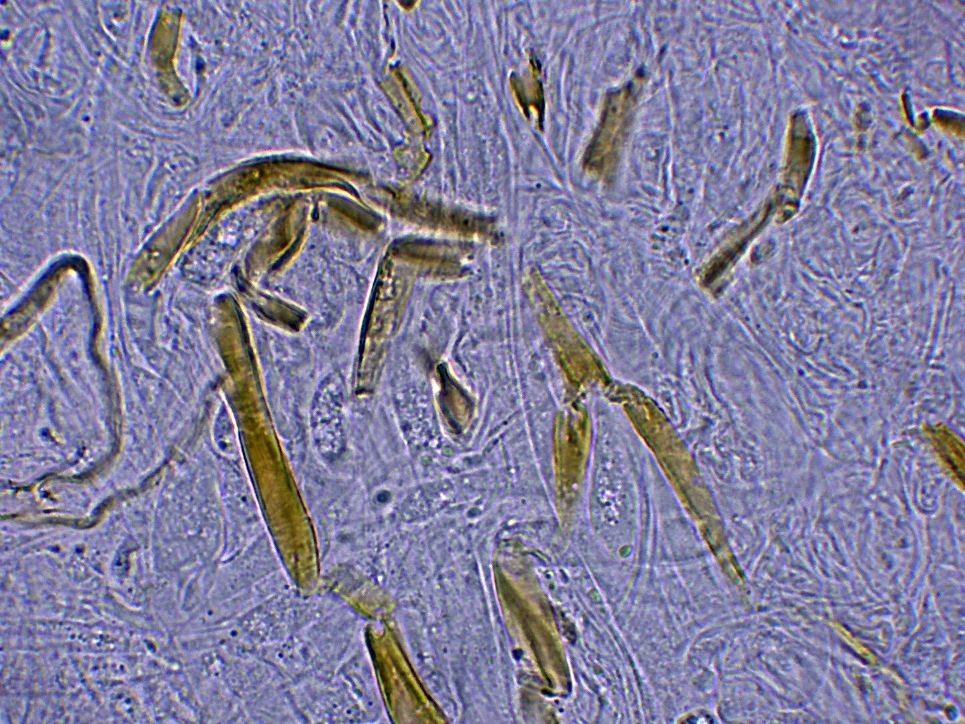 Microscopía de Pholiota aurivella - 10 - Suprapellis-004